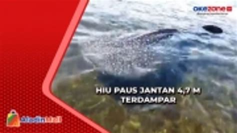 Heboh Hiu Paus Jantan Sepanjang Meter Terdampar Di Pantai