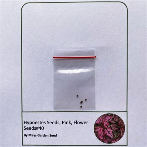 Hypoestes Seeds, Pink, Flower Seeds#40 – Mays Garden Seed