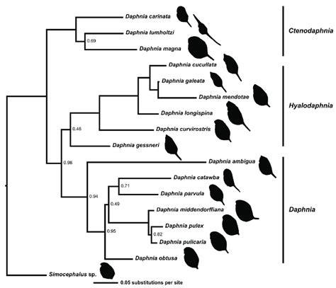 Bayesian Estimated Molecular Phylogeny Of Daphnia From Three Nuclear