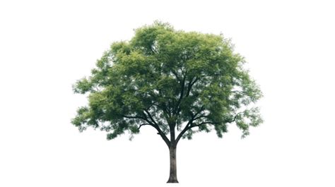 Tree Transparent PNGs for Free Download