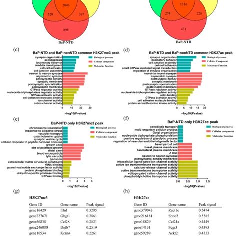 Histone modification profiling of H3K27me3 and H3K27ac in neural... | Download Scientific Diagram