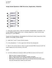 9 Study Guide DNA Structure Replication Mutation Docx Dr Miraglia