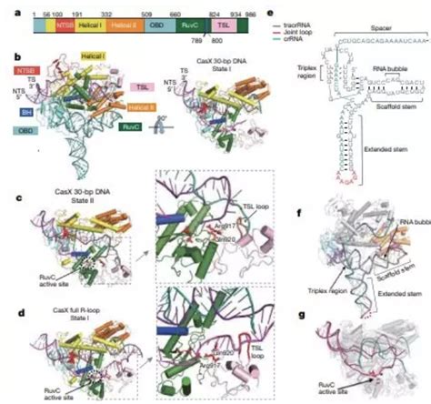 Nature：jennifer Doudna团队发现新型crispr基因组编辑酶 Medscicn