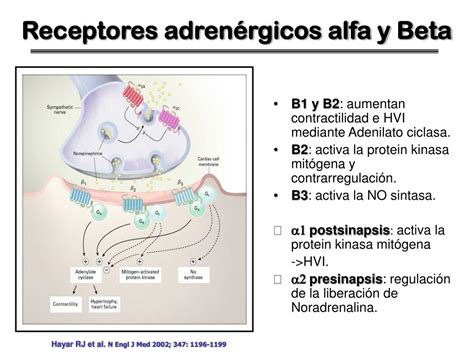 Receptores Adrenergicos Alfa 1 Y 2