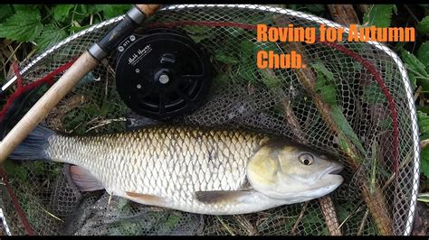 Roving For Chub On A Small River Oct Youtube