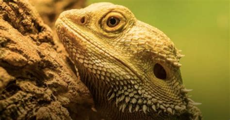 Climate Change Is Resulting In Dragons Changing Sex Possibly Leading