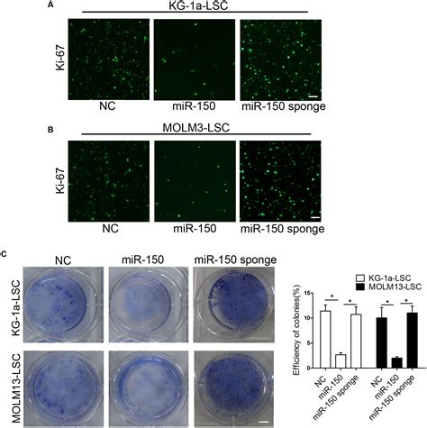 Frontiers MiR 150 Suppresses The Proliferation And Tumorigenicity Of