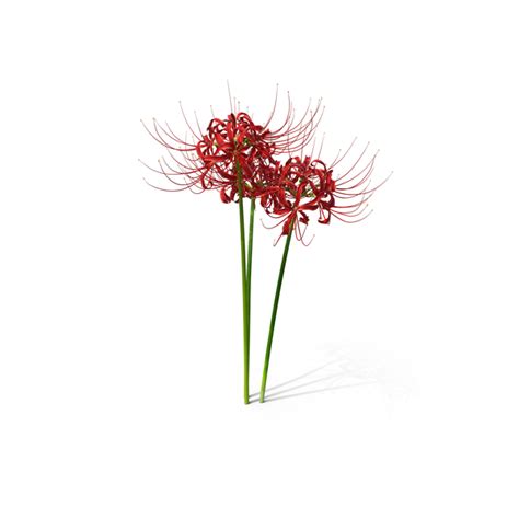 Spider Lily Flowers Bouquet 3D Object 2298801155 | Shutterstock