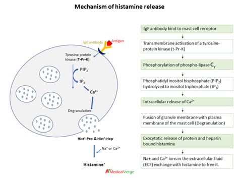 Histamine Role And Actions MedicalVerge