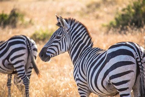 Zebras on the Menu: A Deep Dive into Their Predators - Animal Answer Guide