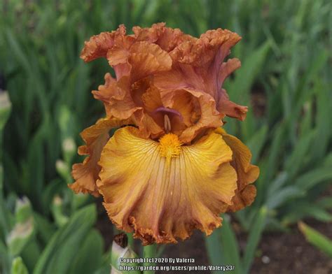 Tall Bearded Iris Iris Lumière D Automne In The Irises Database