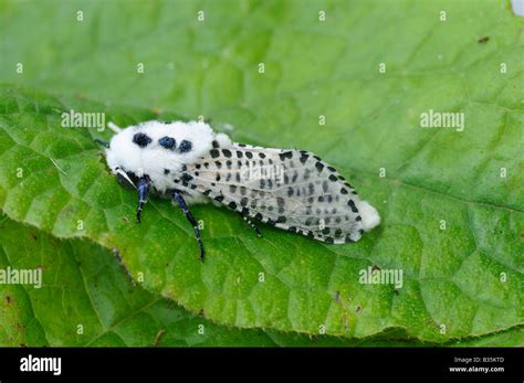 Leopard Moth Zeuzera Pyrina At Rest On Foxglove Leaf Norfolk Uk July