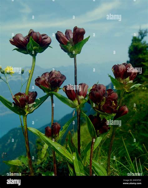 Purple Gentian Gentiana Purpurea Stock Photo Alamy