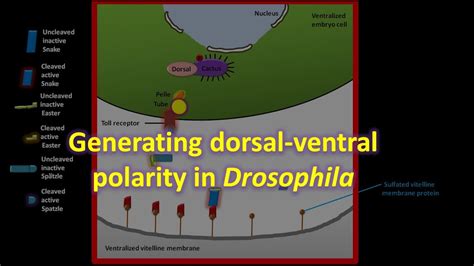 Axis Formation In Drosophila YouTube