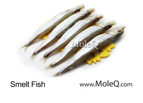 Smelt Fish – Moleq Inc. – Food Information