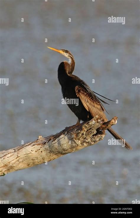 Oriental Darter Anhinga Melanogaster Adult Perched On Dead Branch