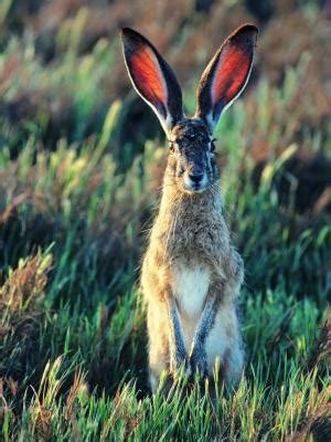 What Adaptations Help Jackrabbits Stay Cool in the Desert? | Animals ...