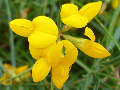 UK Wildflowers Fabaceae Lotus Tenuis Narrow Leaved Bird S Foot Trefoil