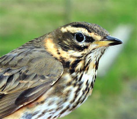 Another Bird Blog: Thrushes Again