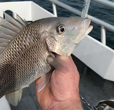 Grunt Fishing: Species info, charters and destinations - FishingBooker