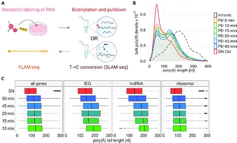 Metabolic Labeling Indicates Rapid Shortening Of Poly A Tails After