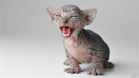 Sphynx - Price, Personality, Lifespan