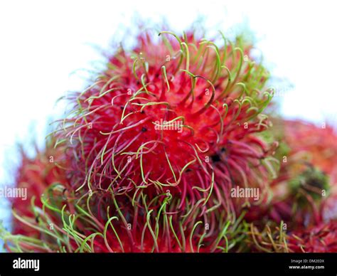 Tropical Fruit Rambutan Stock Photo Alamy