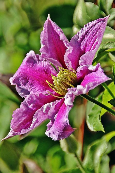 Clematis Rolf Schreiber Flickr