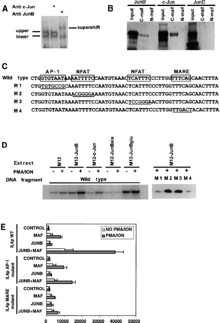 Regulation Of Il‐4 Expression By The Transcription Factor Junb During T Helper Cell