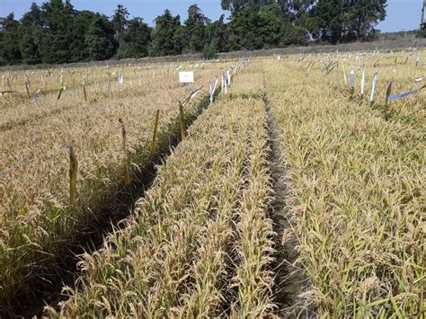 InPP marcou presença no Dia de Campo do arroz InnovPlantProtect