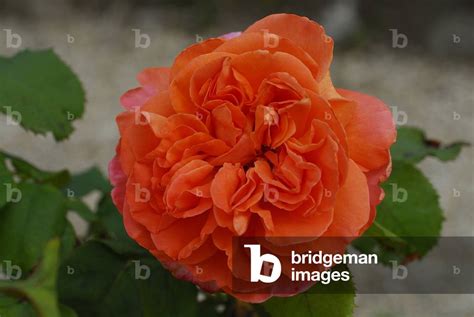 Garden Rose Rene Goscinny