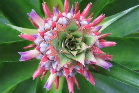 Beautiful Pineapple Flower, Closeup Stock Photo - Image of blooming ...