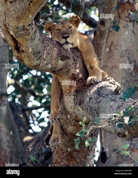 Uganda Queen Elizabeth National Park Ishasha A Lioness Rests In A Fig Tree In The Ishasha