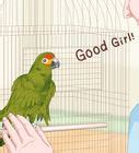 How To Tell The Sex Of Parrots Ringnecks Parakeets More