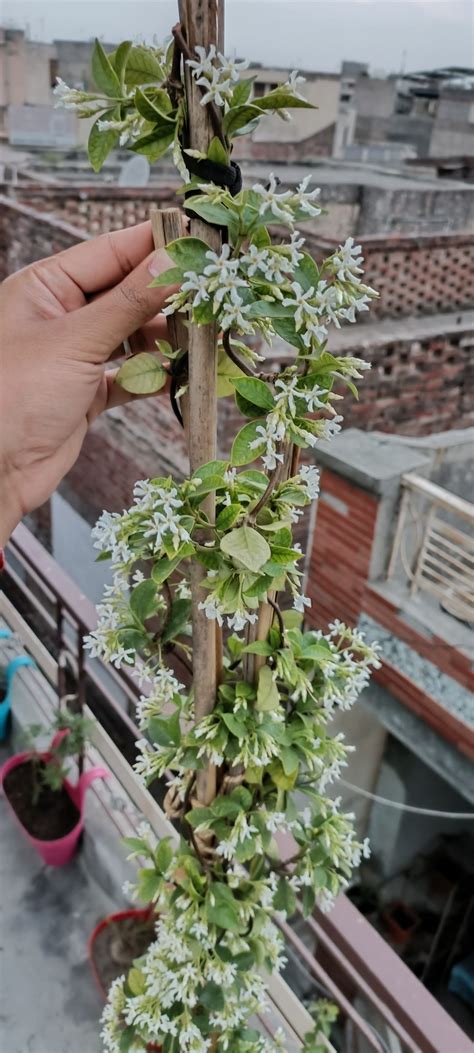 Potted Star Jasmine Buy Jasmine Officinale | J. Parker's