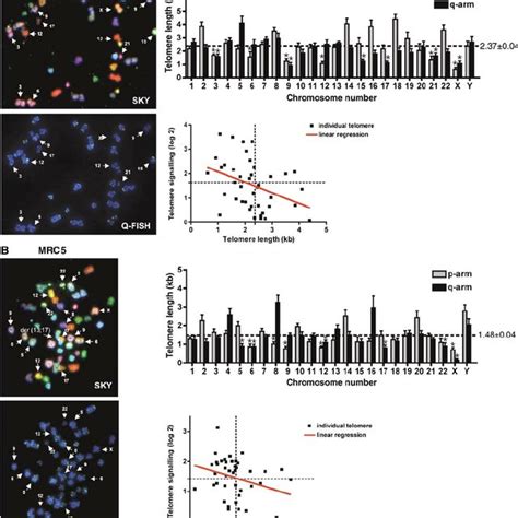 Dna Damage Foci In Senescent Cells Are Atm Dependent Dynamic And