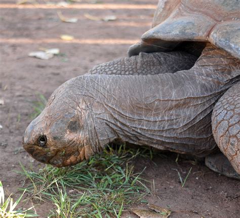 giant tortoise | Rapid City attraction | Reptile Gardens