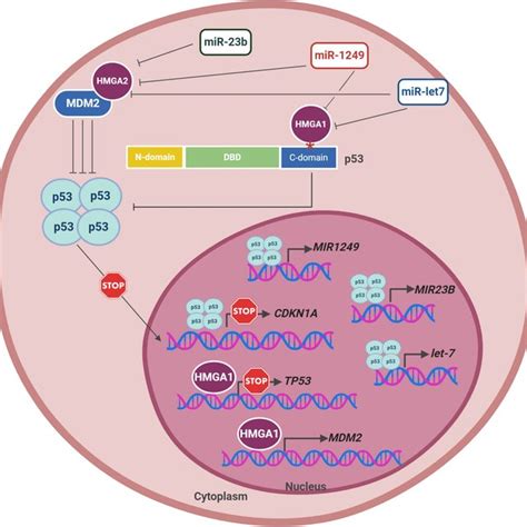 Circuit representing TP53 and HMGA cell cycle control mechanisms in... | Download Scientific Diagram