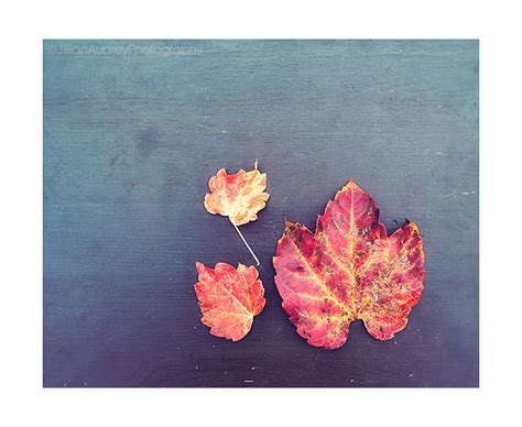 Nature Photography Autumn Leaves Photograph Fall Decor - Etsy