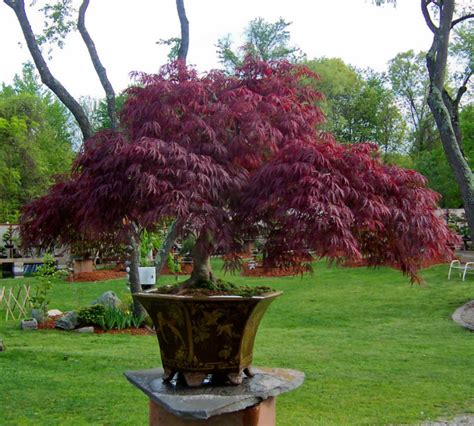 Trees For Pots Japanese Maples | Arbor Operations