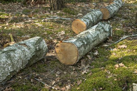 Birch tree logs stock image. Image of harvest, bark - 176693883