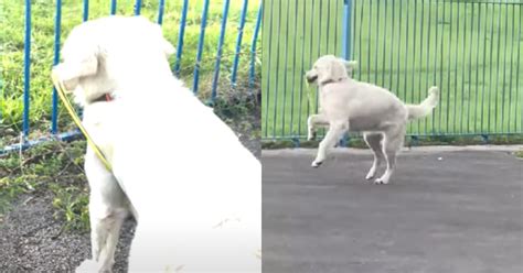 Golden Retriever Prova A Giocare Con Un Frisbee Ma Rimane Bloccato Video