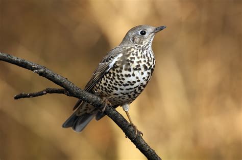 Zorzal Charlo Turdus Viscivorus