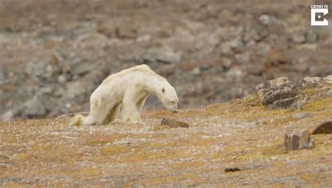 The Polar Bear Became An Accidental Icon Of Climate Change Is It