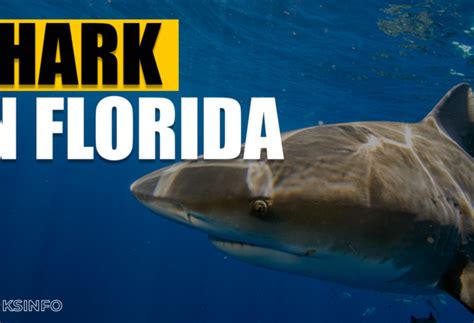 Why Do Shark Have No Bones – sharksinfo.com