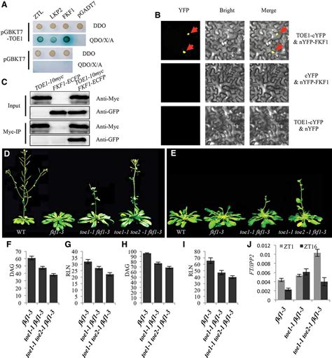 Arabidopsis Toe Proteins Convey A Photoperiodic Signal To Antagonize