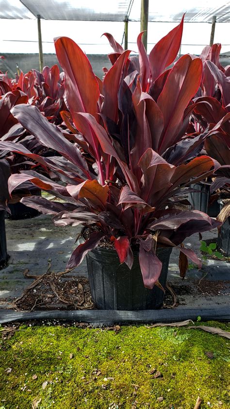 Cordyline Ruby Red Pot Greenery Inc