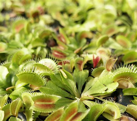 Entretien Et Culture De Dionaea Muscipula Conseils Astuces Et