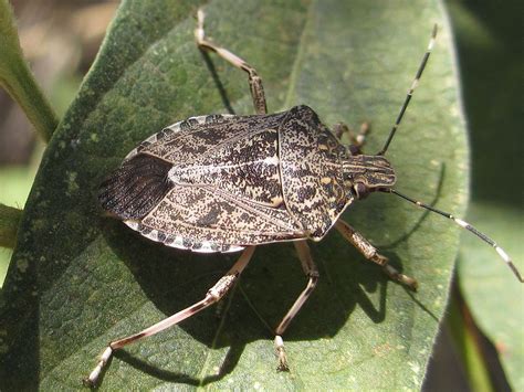 Biblical Insights Understanding The Meaning Of Stink Bugs In Scripture