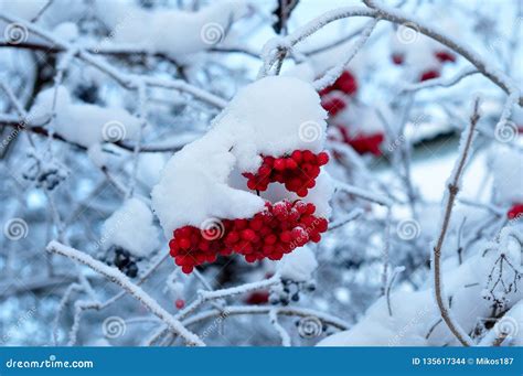 Manojos De Viburnum Como Objeto Aislado En Invierno Foto De Archivo